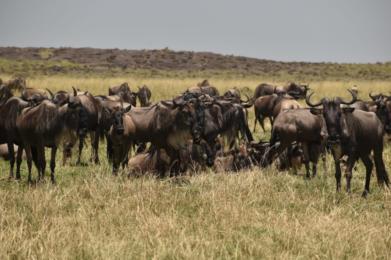 Serengeti National Park Tanzania | Wildlife Safari & Great Migration